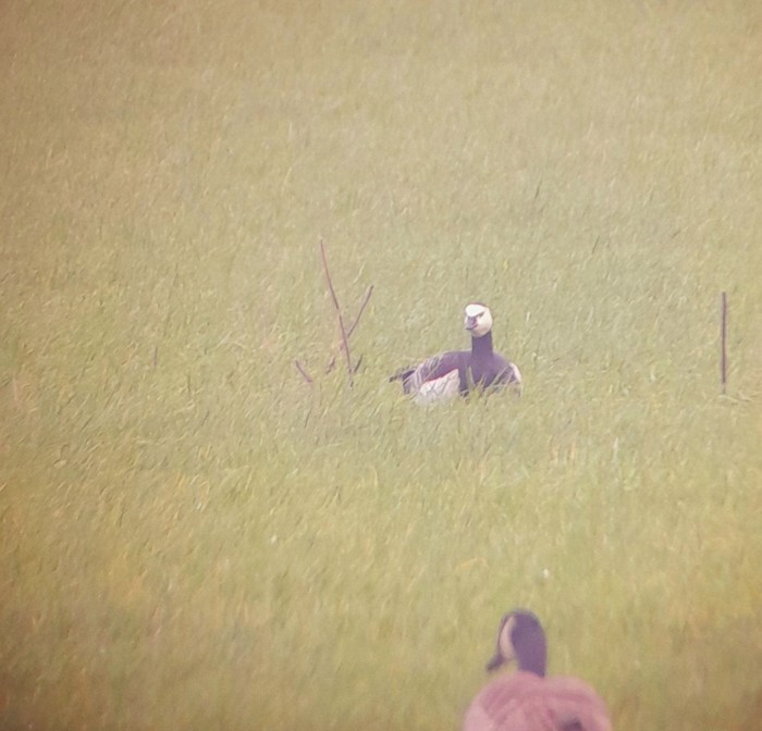 Barnacle Goose