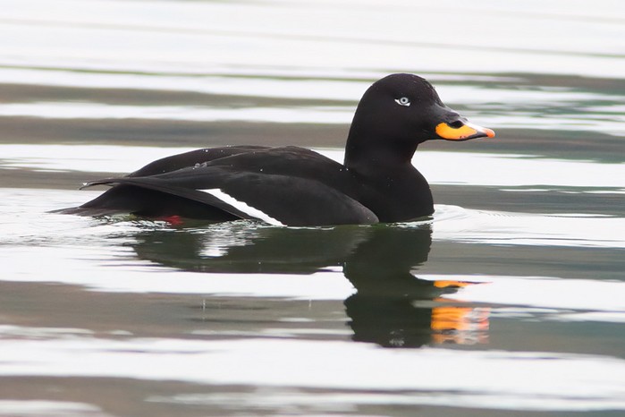 Velvet Scoter