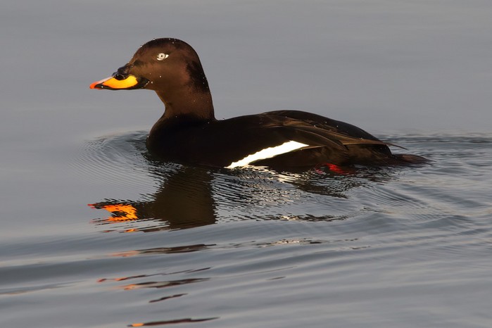 Velvet Scoter