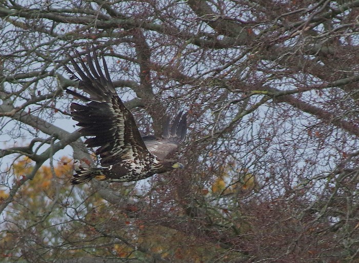 White-tailed Eagle