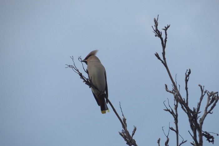 Waxwing