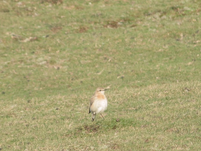 Isabelline Wheatear