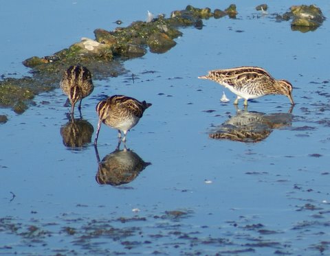 Snipe