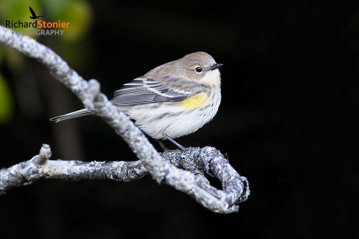 Myrtle Warbler