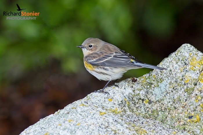 Myrtle Warbler
