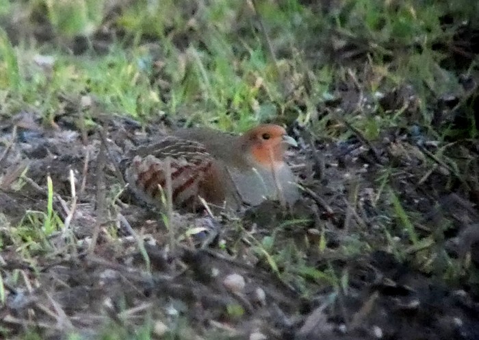 Grey Partridge