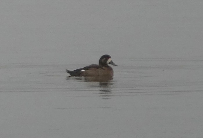 Scaup
