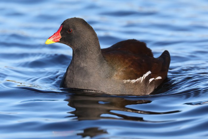 Moorhen