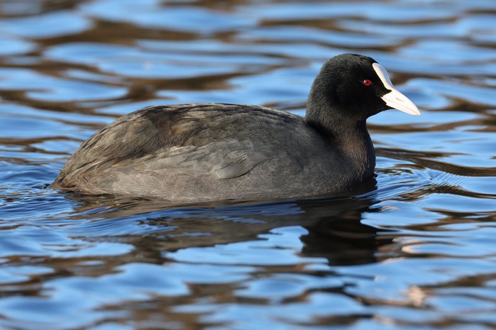 Coot