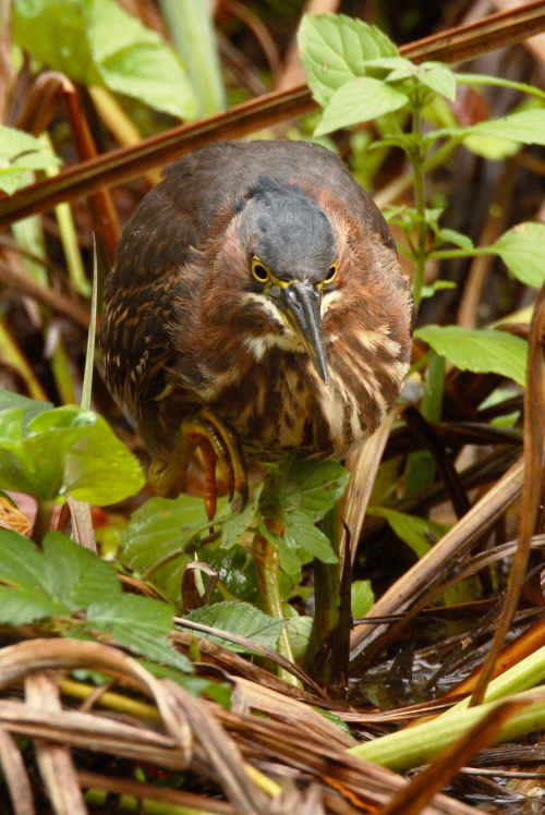 Green Heron