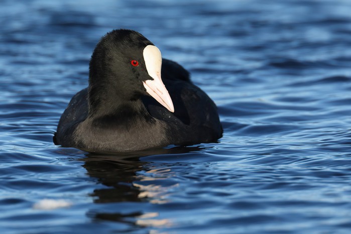 Coot