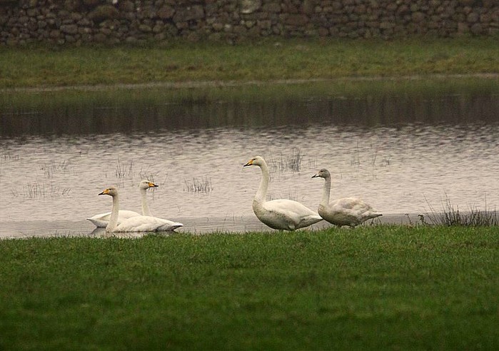 Whooper Swan