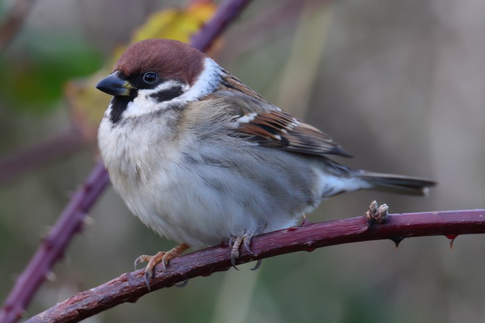 Tree Sparrow