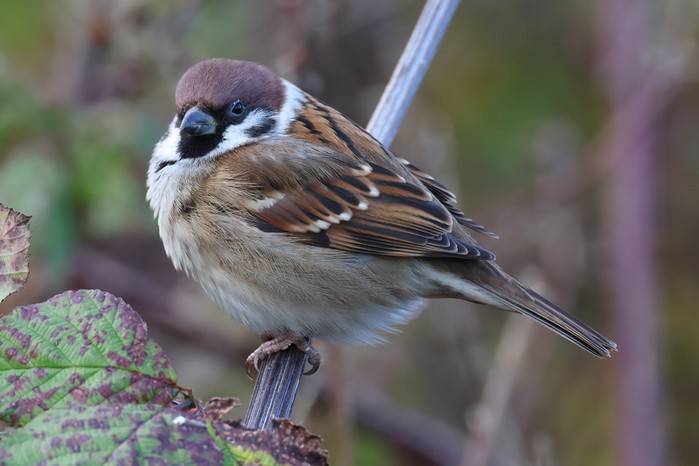 Tree Sparrow