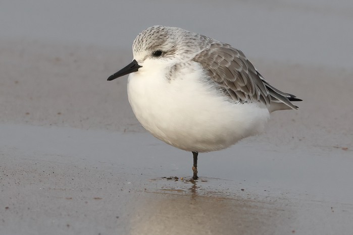 Sanderling