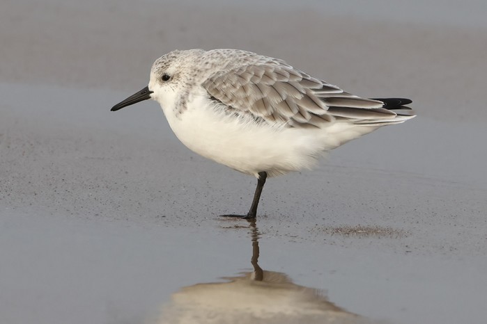 Sanderling