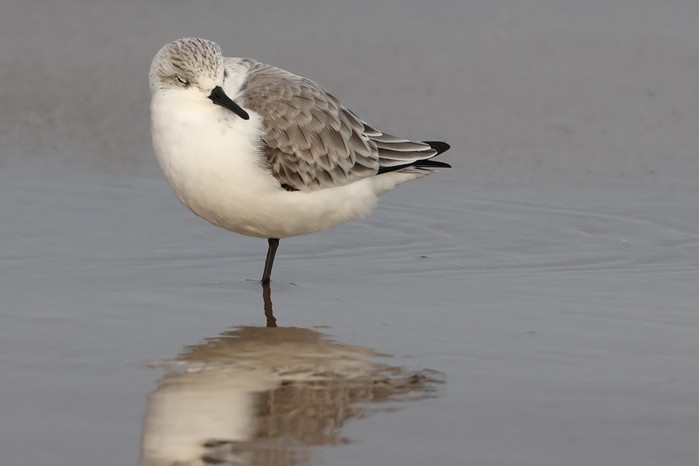 Sanderling