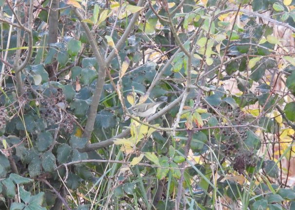 Hume's Warbler