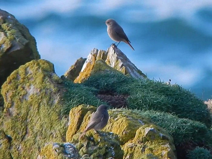 Black Redstart