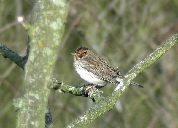 Little Bunting