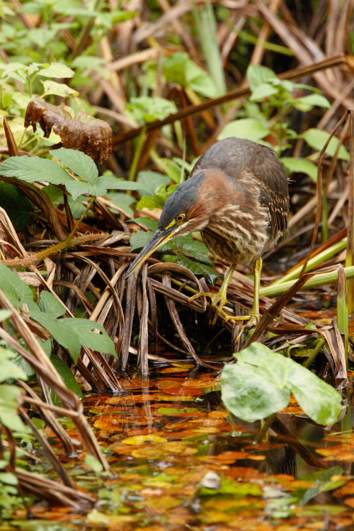 Green Heron