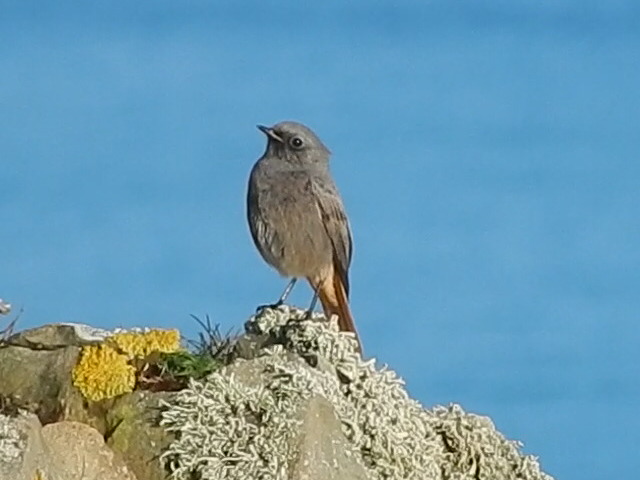 Black Redstart