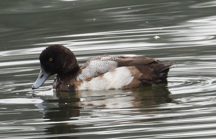 Scaup