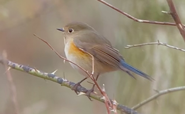 Red-flanked Bluetail