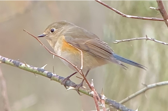 Red-flanked Bluetail