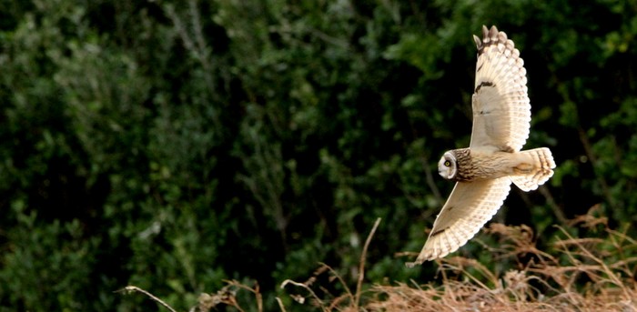Short-eared Owl