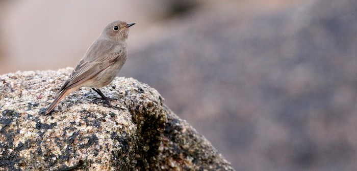 Black Redstart