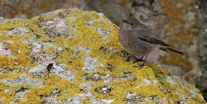 Black Redstart