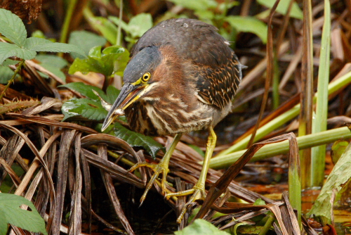 Green Heron