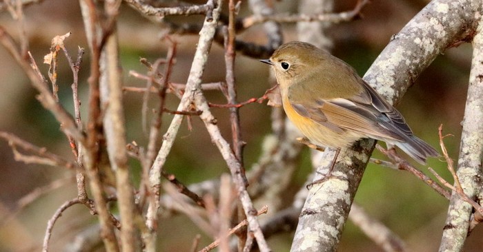 Red-flanked Bluetail