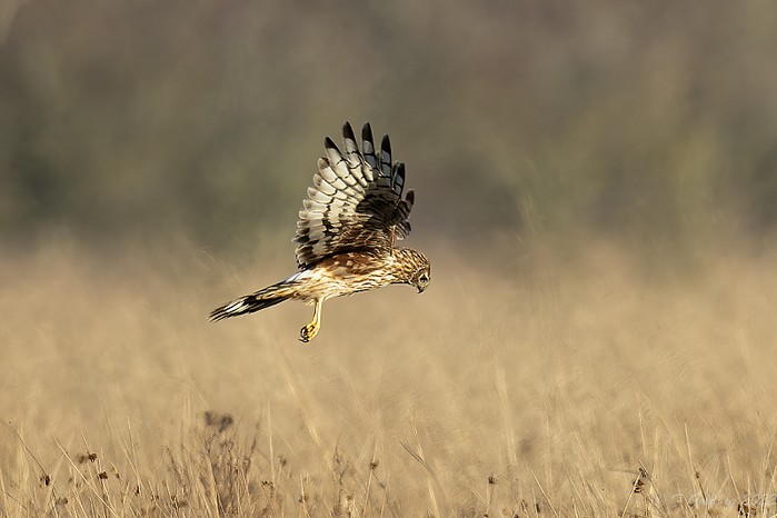 Hen Harrier