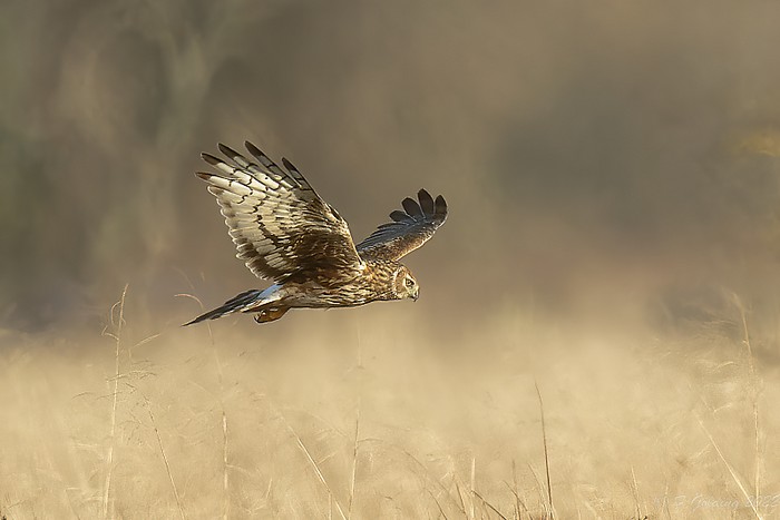 Hen Harrier