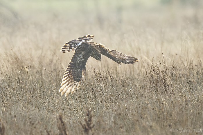 Hen Harrier