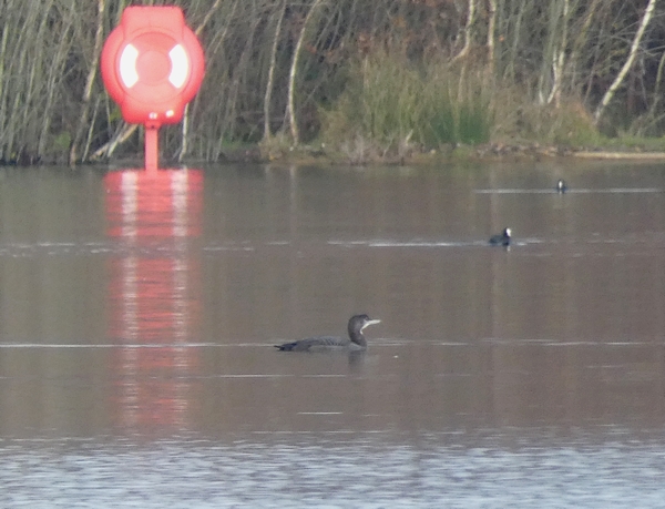 Great Northern Diver