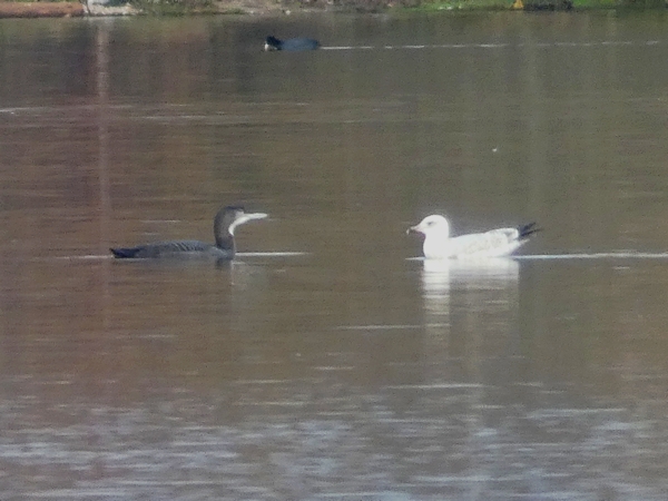 Great Northern Diver