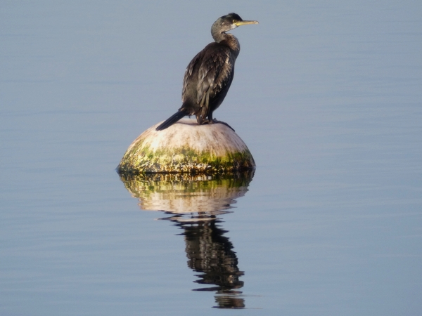 Shag