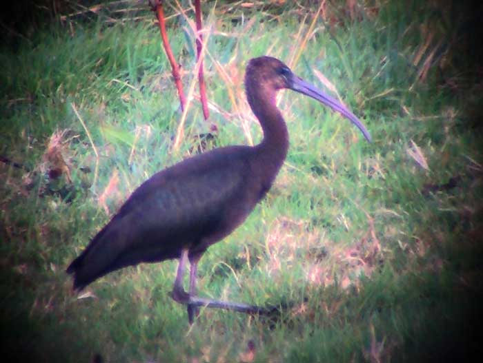Glossy Ibis