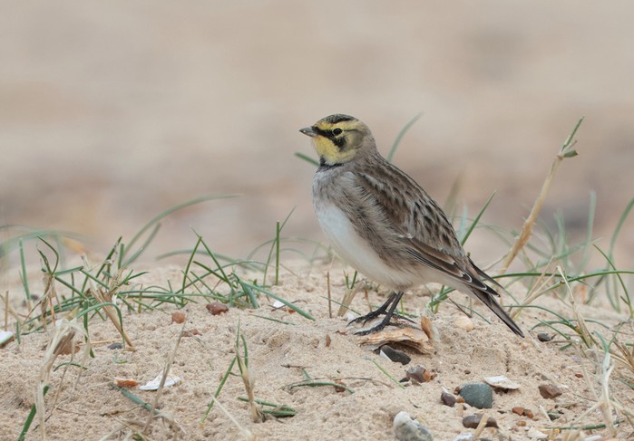 Shorelark