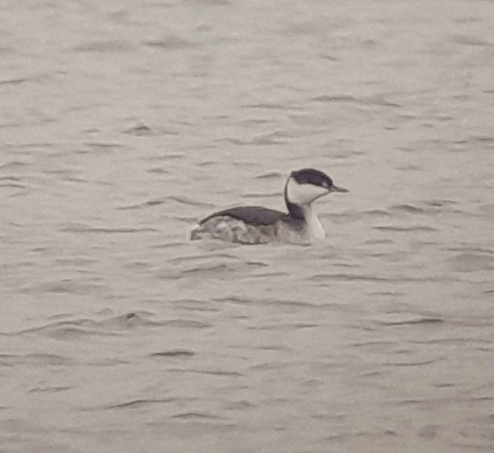 Slavonian Grebe