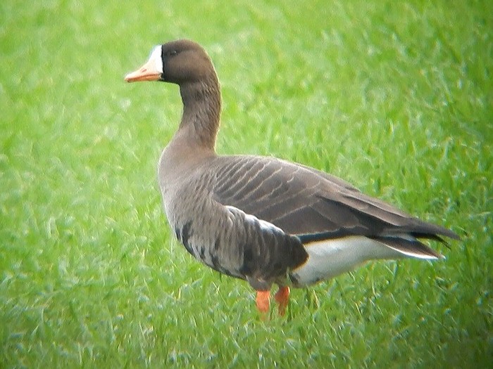 Greenland White-fronted Goose