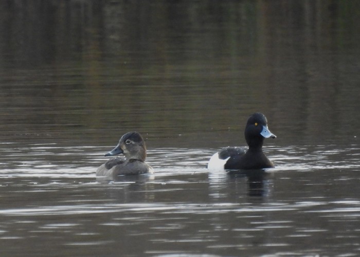 Ring-necked Duck