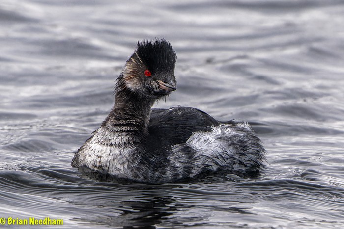 Black-necked Grebe