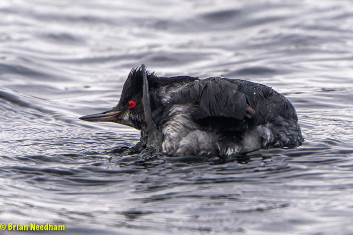 Black-necked Grebe