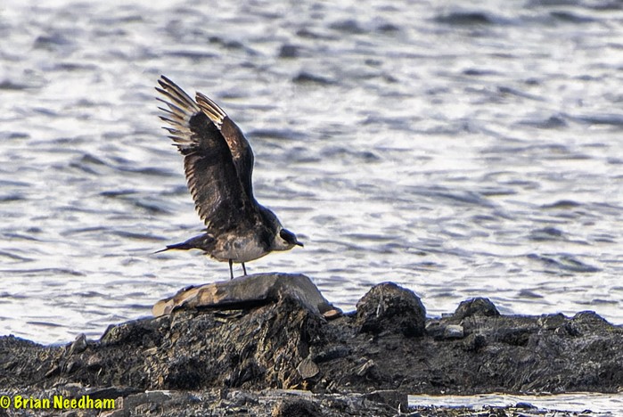 Arctic Skua