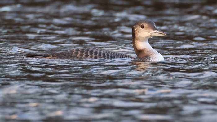 Great Northern Diver