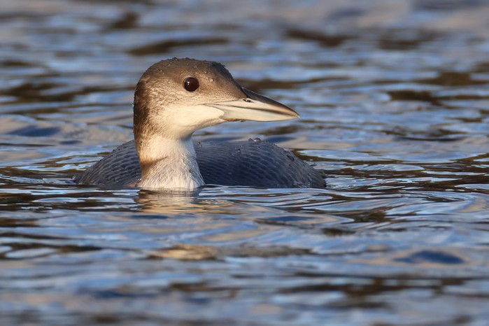 Great Northern Diver
